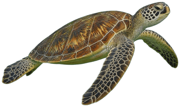 A sea turtle swimming